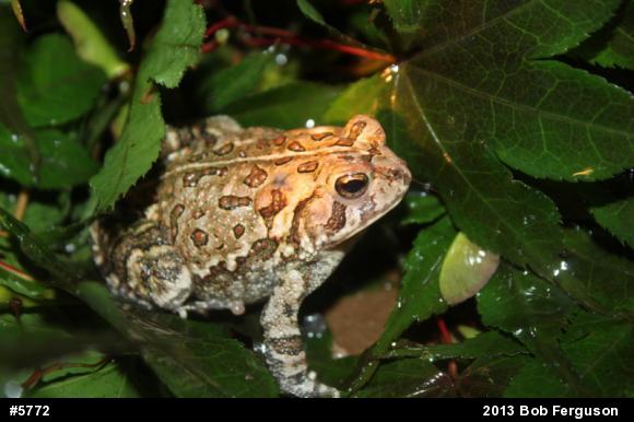 Fowler's Toad
