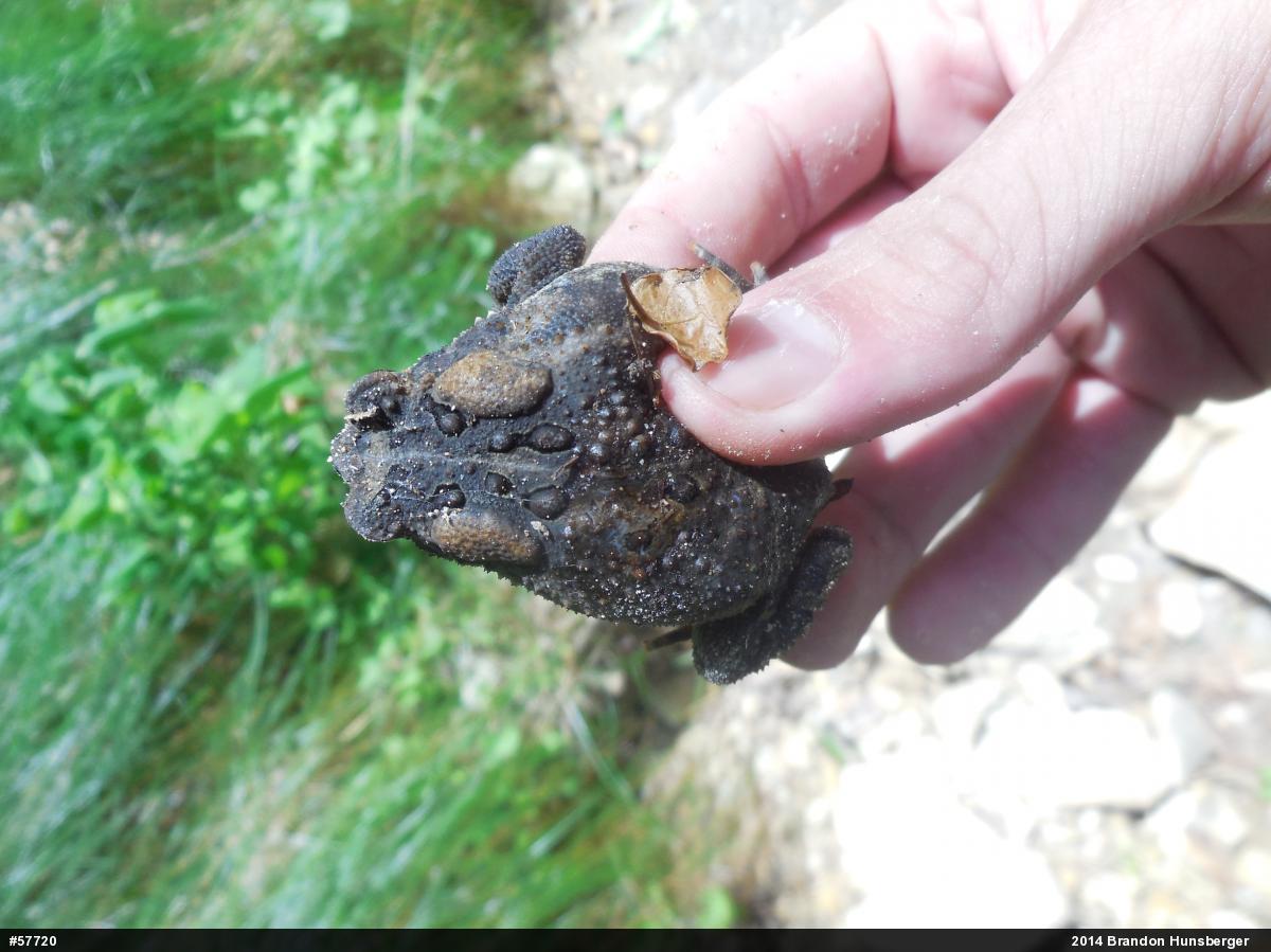 Eastern American Toad