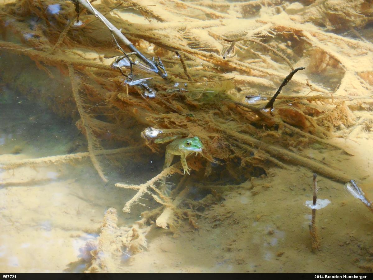 American Bullfrog