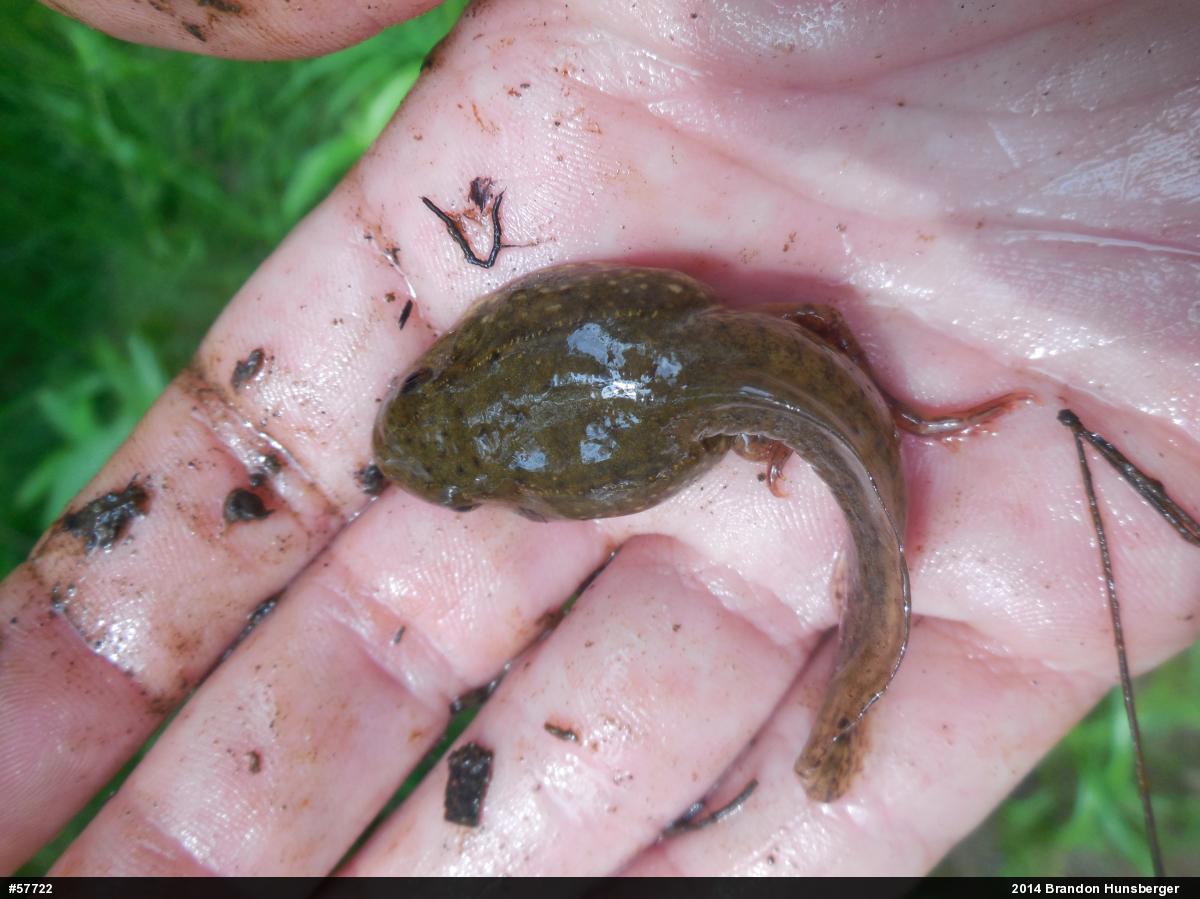 Green Frog
