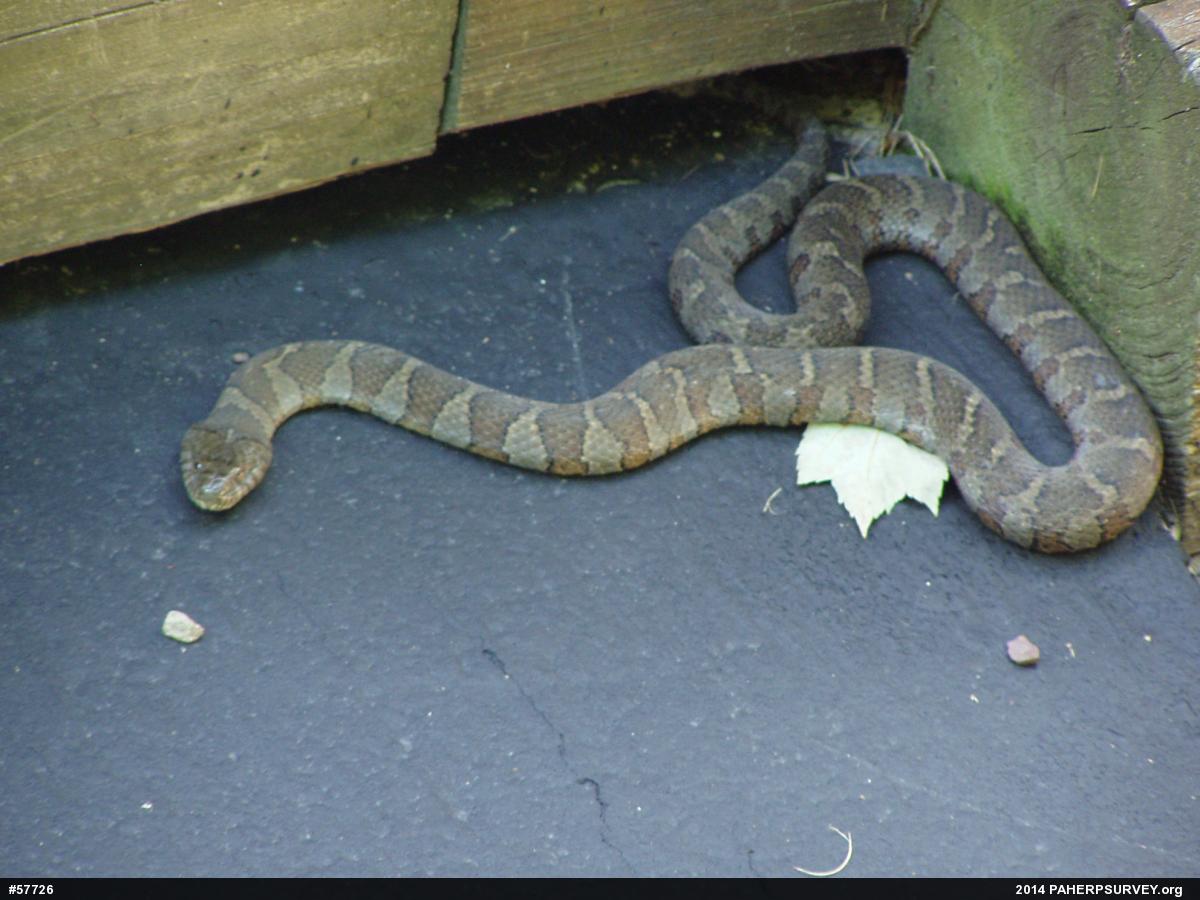 Northern Watersnake