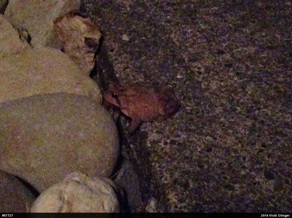 True Toads