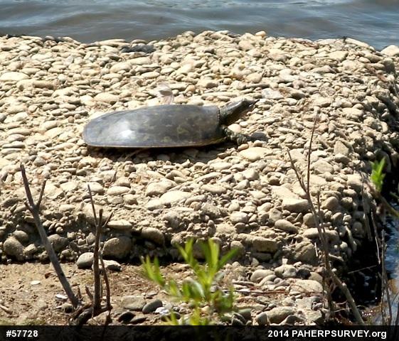 Eastern Spiny Softshell