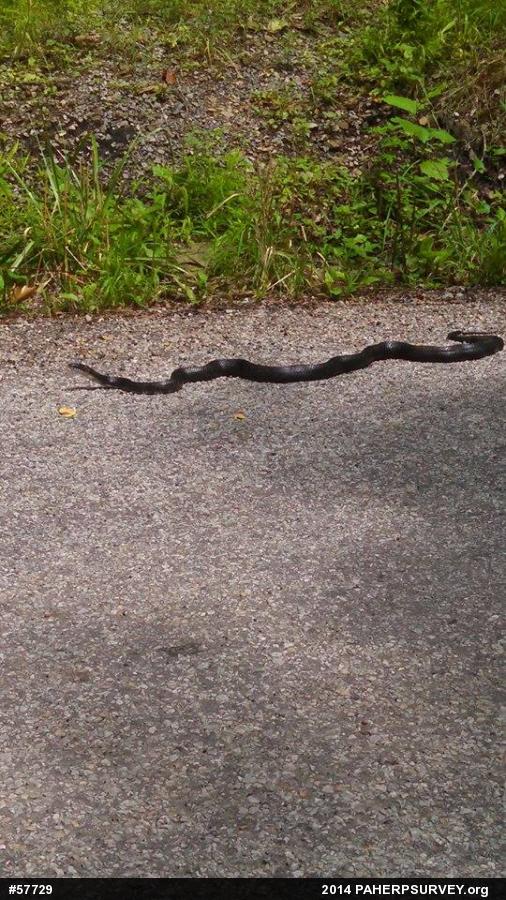 Eastern Ratsnake