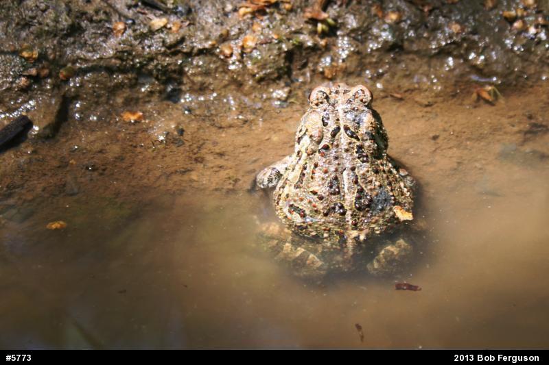 Fowler's Toad