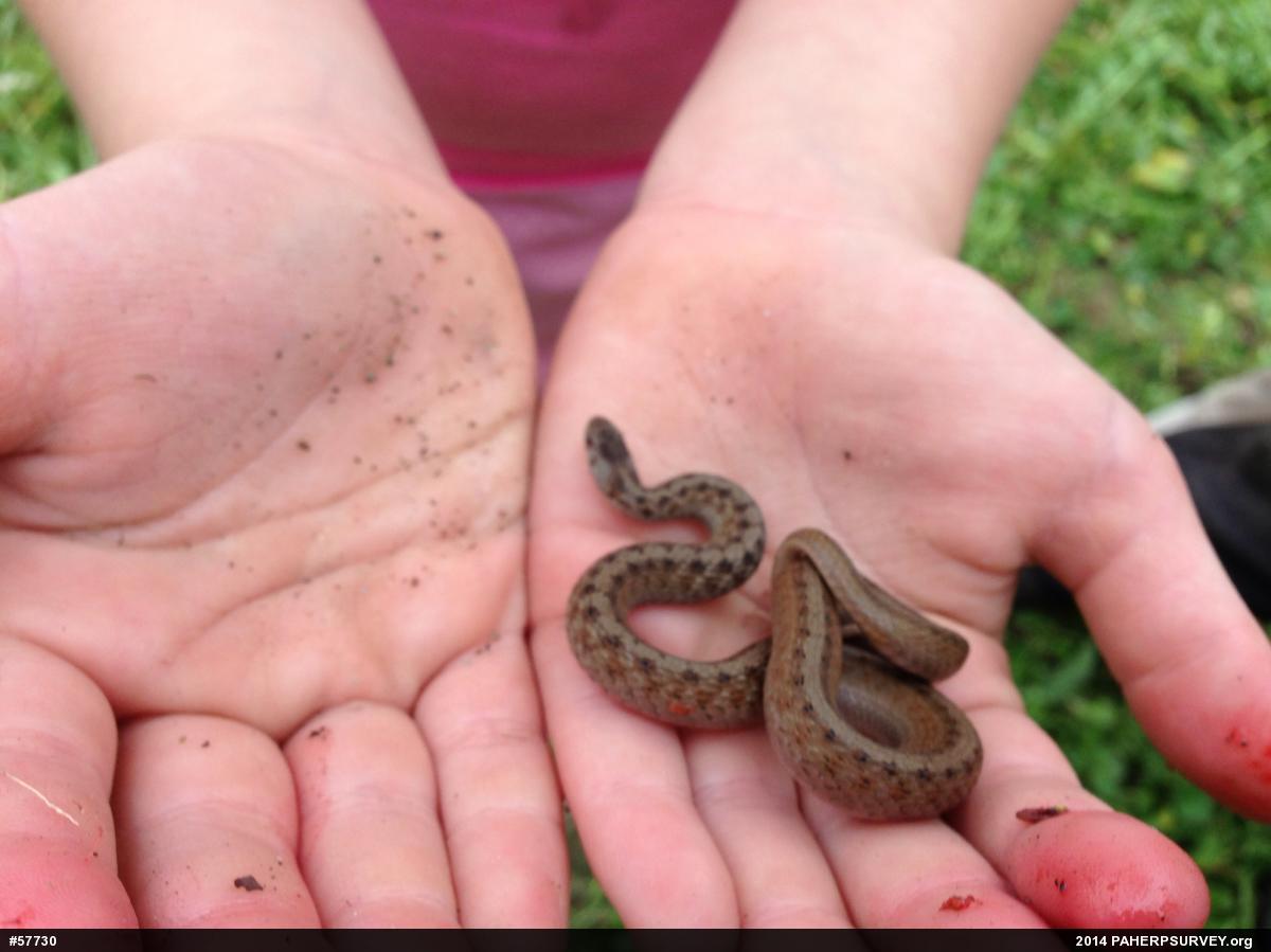 Dekay's Brownsnake