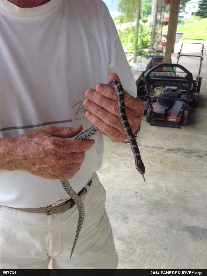 Eastern Milksnake