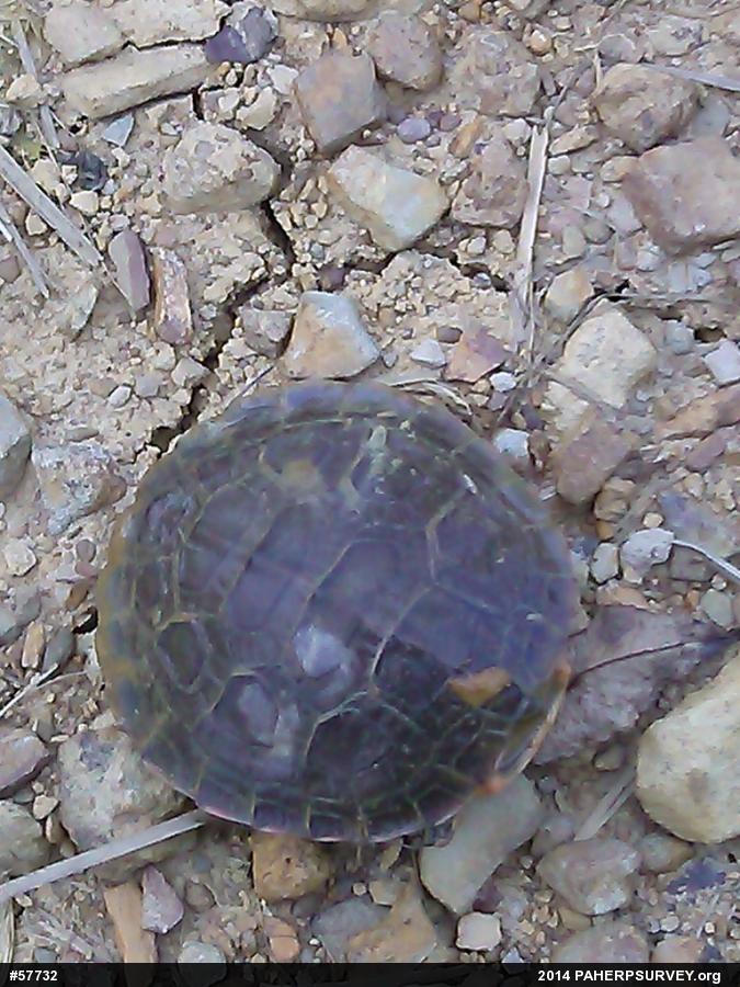 Midland Painted Turtle