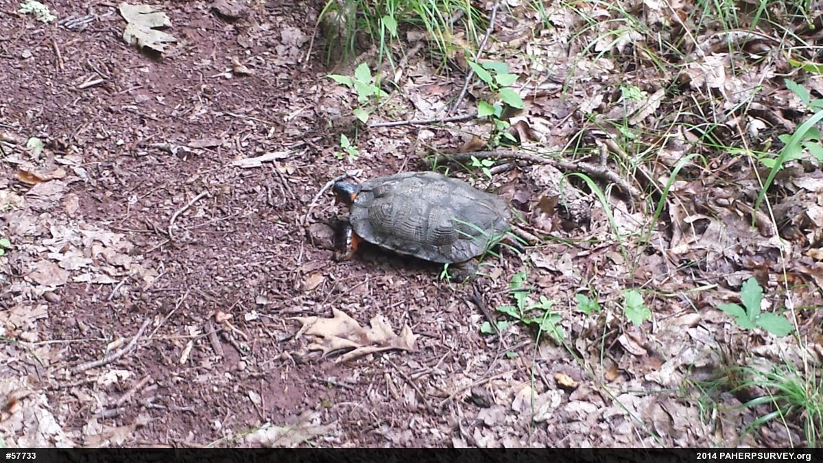 Wood Turtle