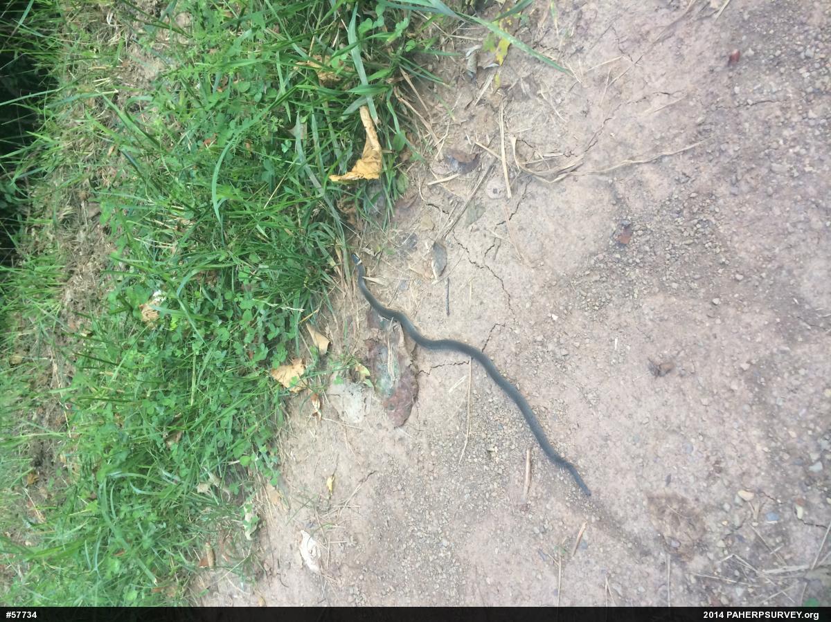 Northern Ring-necked Snake