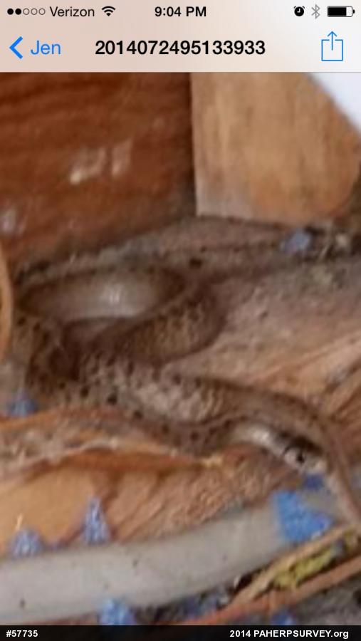 Dekay's Brownsnake