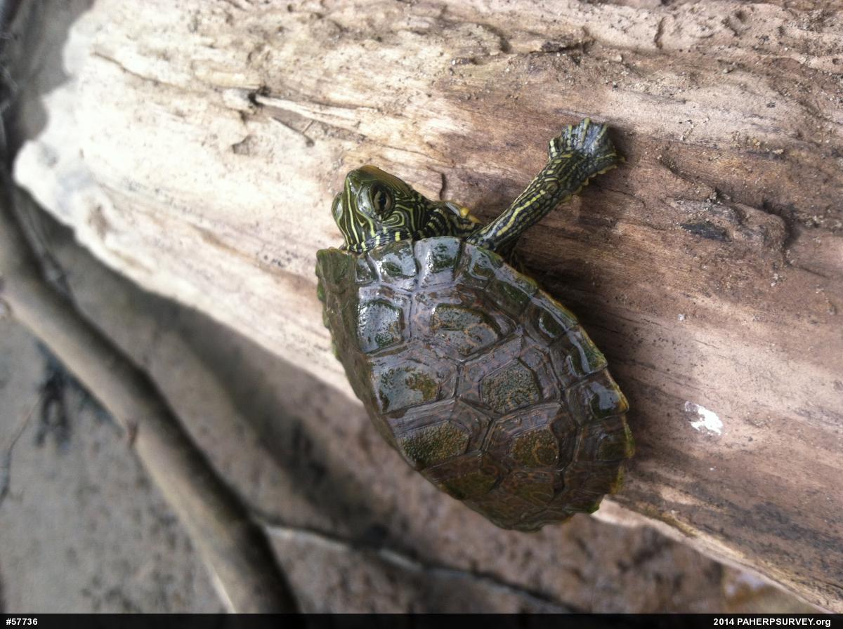 Northern Map Turtle