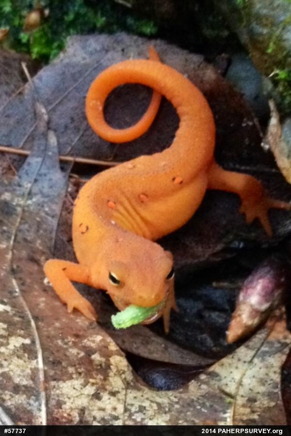 Red-spotted Newt