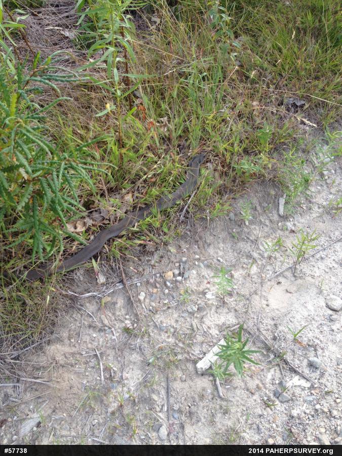 Eastern Hog-nosed Snake