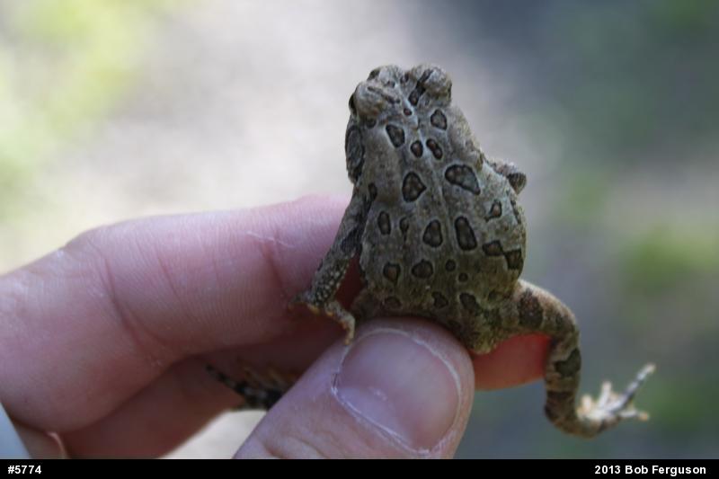 Fowler's Toad