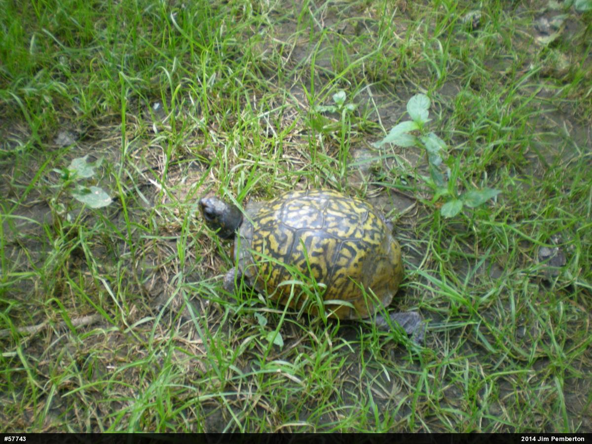 Eastern Box Turtle