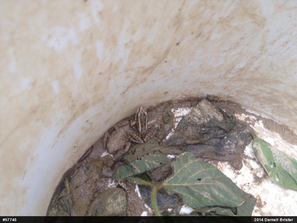 Pickerel Frog