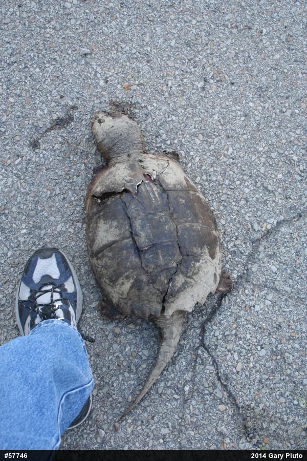 Snapping Turtle