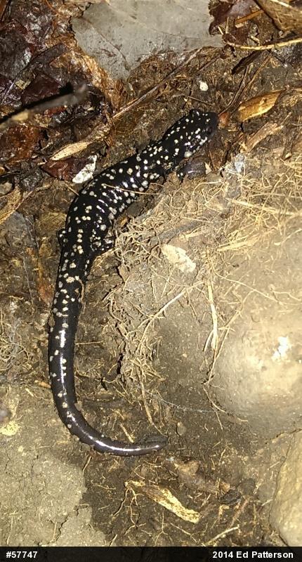 Northern Slimy Salamander