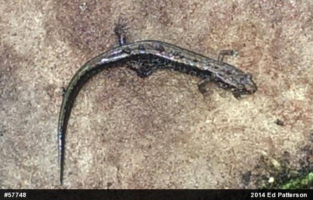 Allegheny Mountain Dusky Salamander