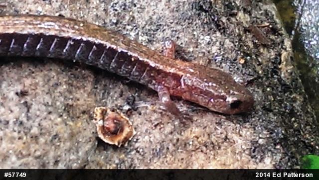 Eastern Red-backed  Salamander