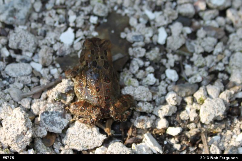 Fowler's Toad