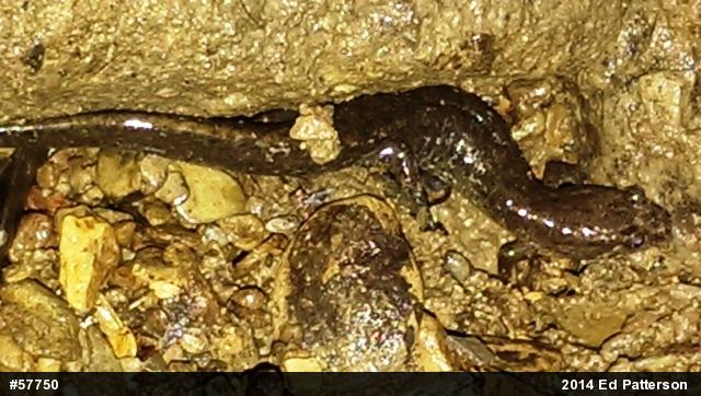 Northern Dusky Salamander