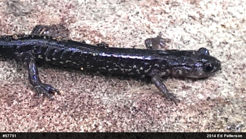 Wehrle's Salamander