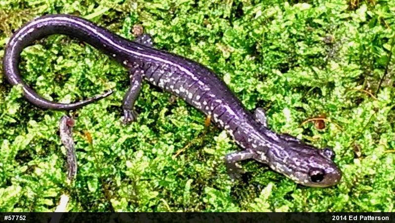 Wehrle's Salamander