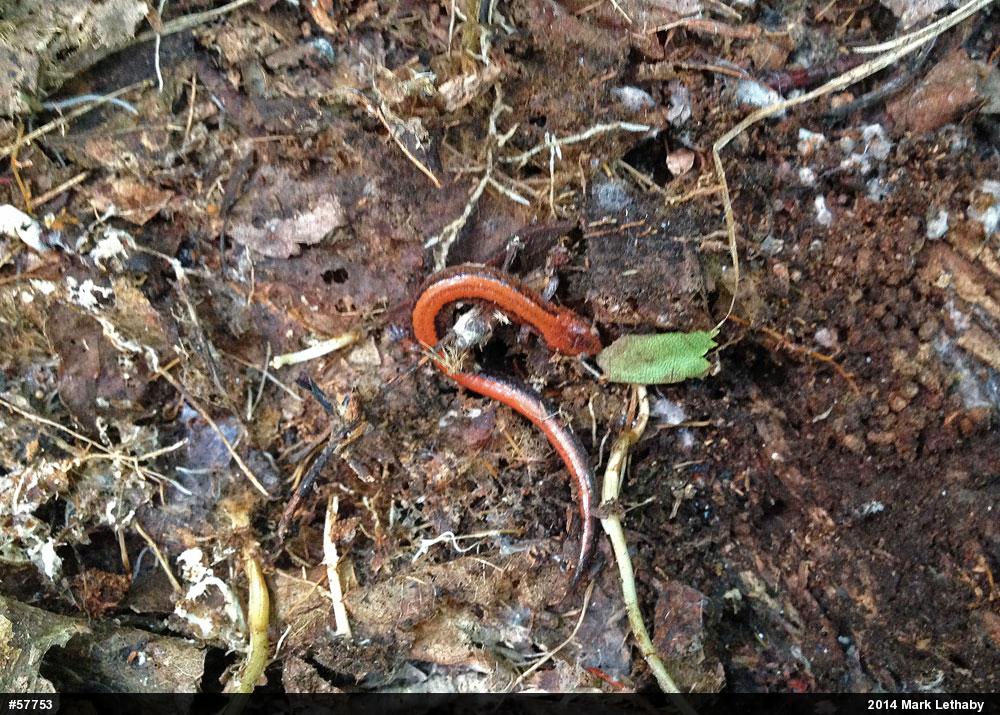 Eastern Red-backed  Salamander