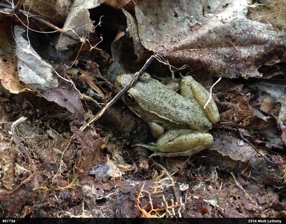 Green Frog