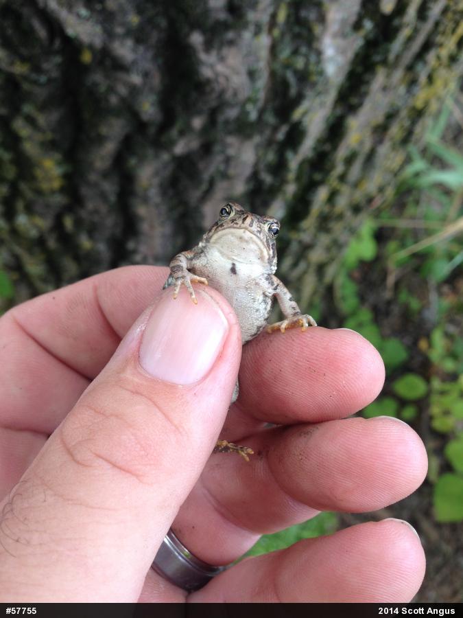 True Toads