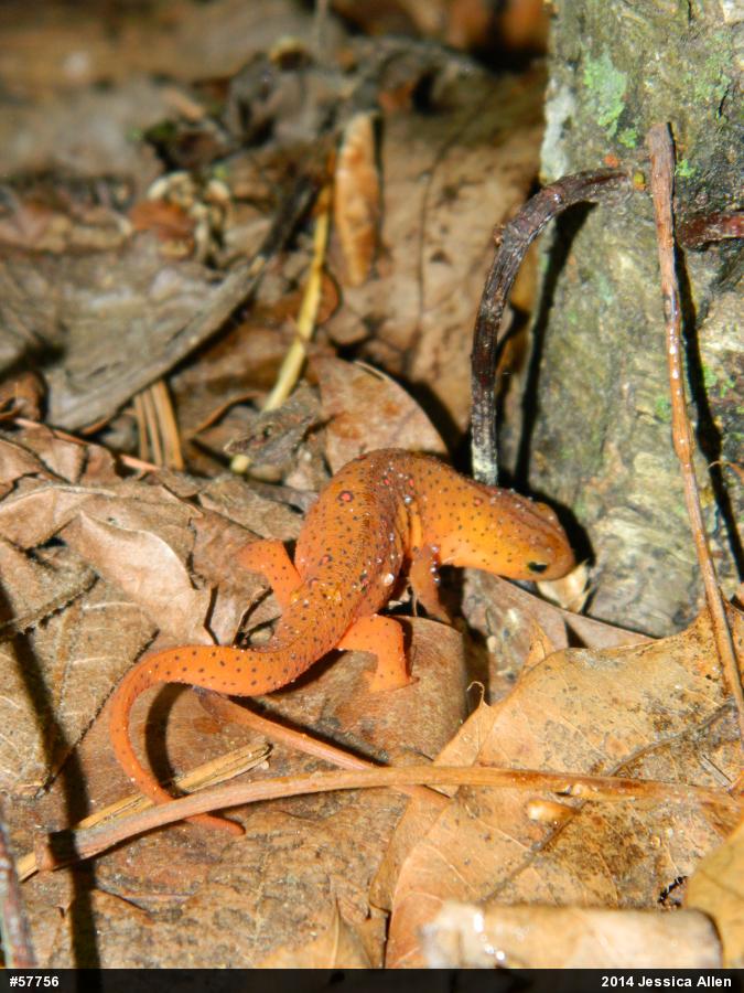 Red-spotted Newt