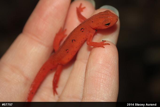 Red-spotted Newt