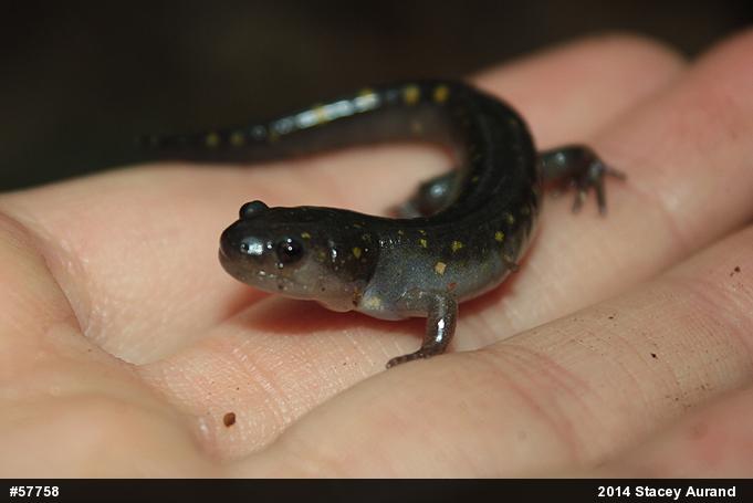 Spotted Salamander