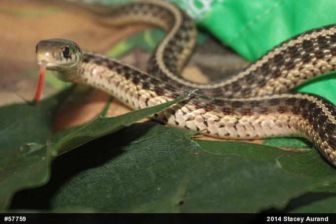 Eastern Gartersnake