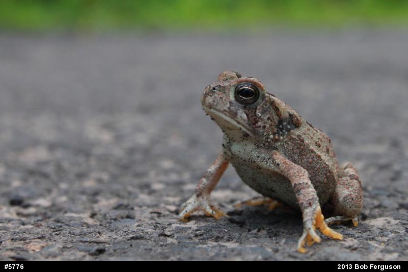 True Toads