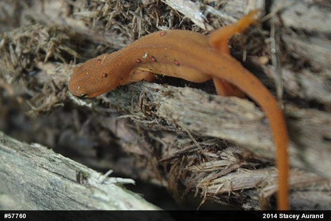 Red-spotted Newt
