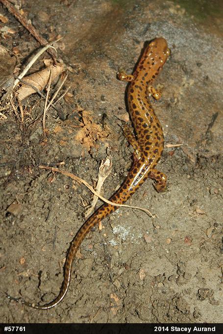 Eastern Long-tailed Salamander