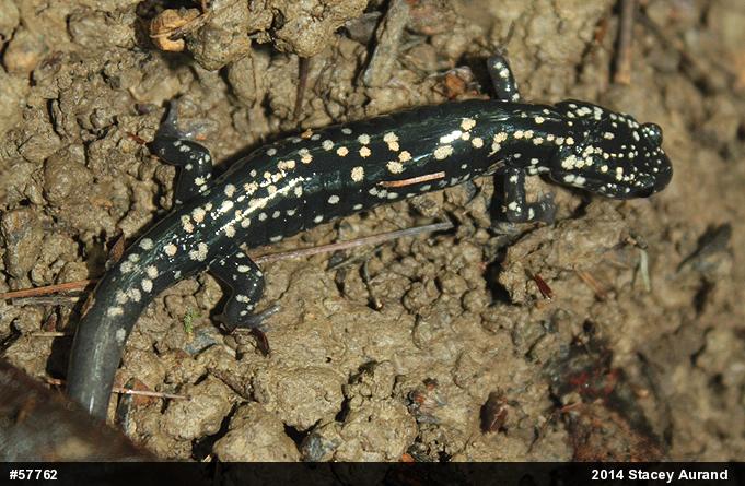 Northern Slimy Salamander