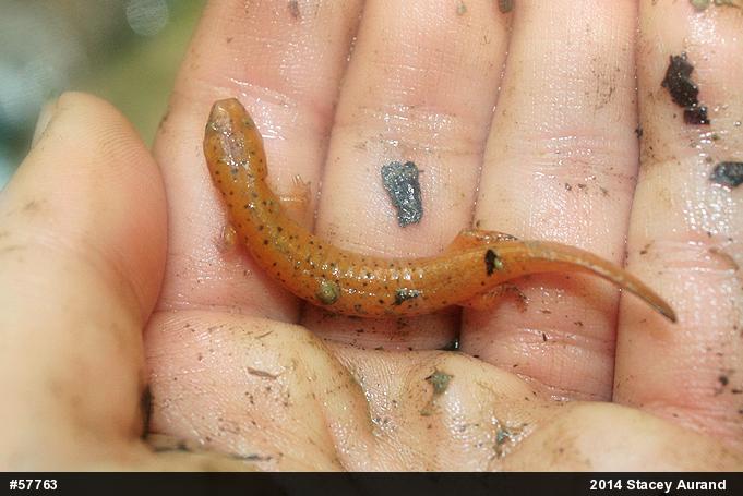 Northern Red Salamander