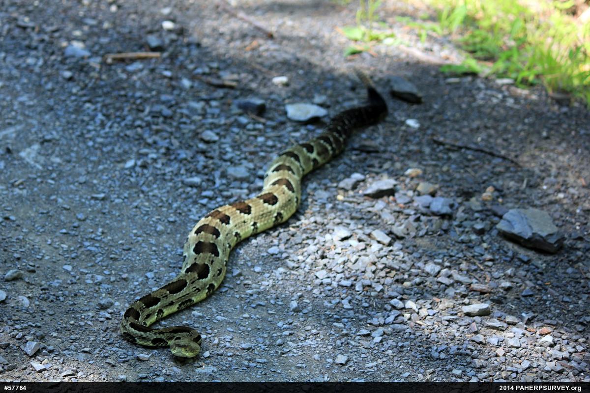 Timber Rattlesnake
