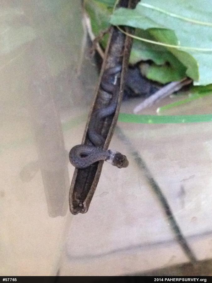 Dekay's Brownsnake