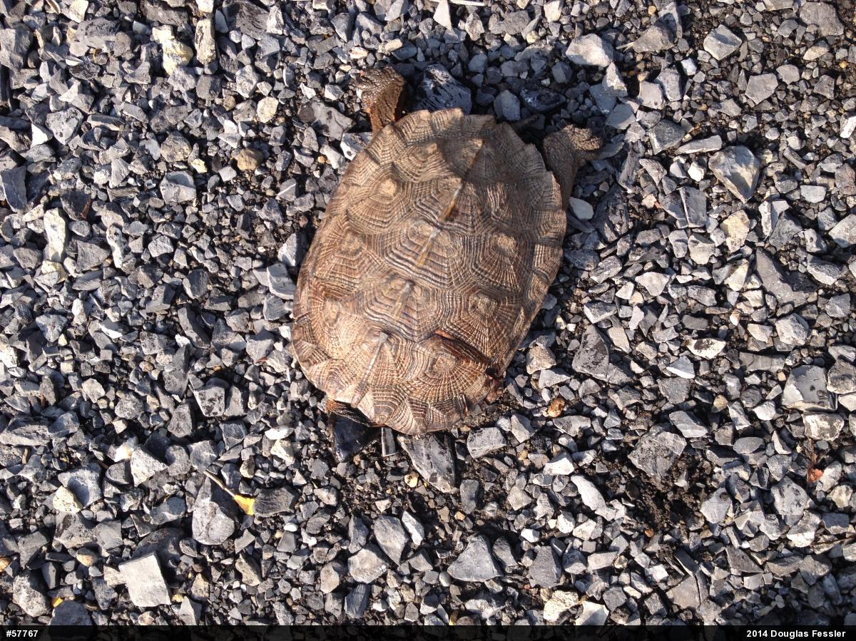 Wood Turtle