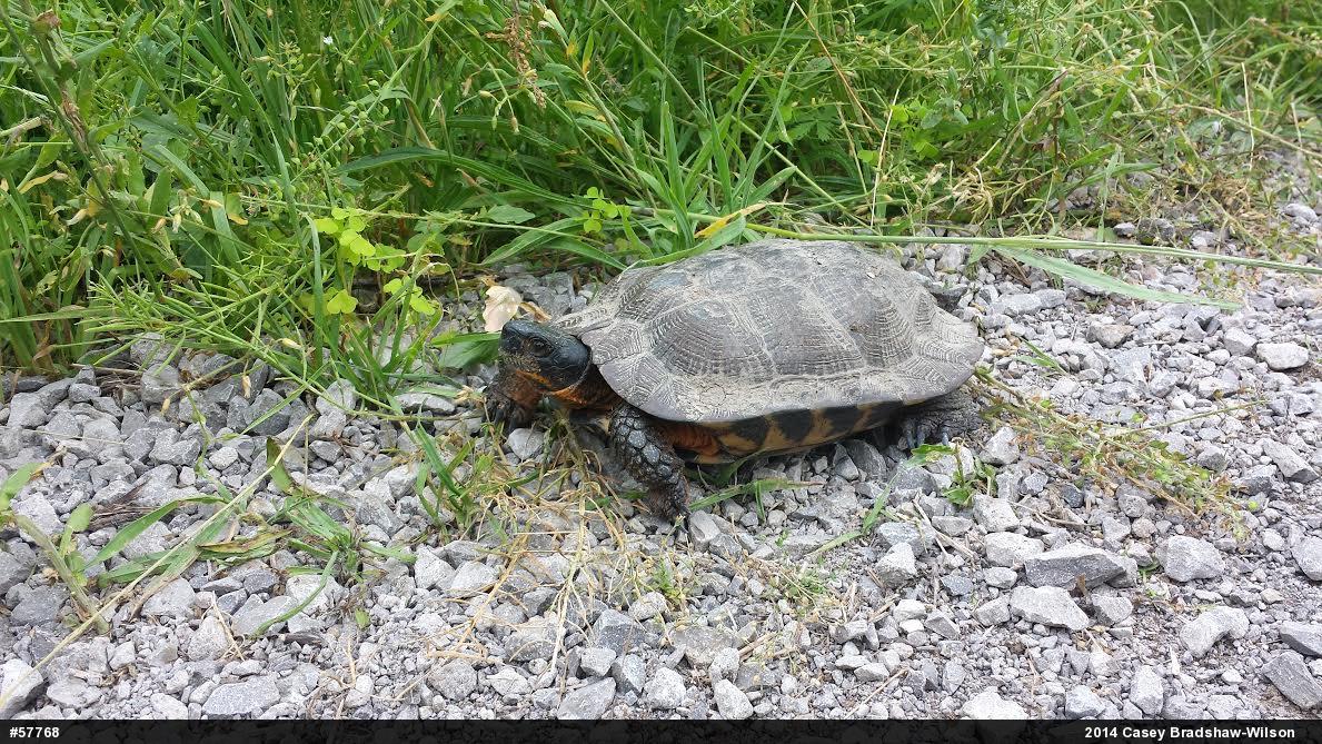 Wood Turtle