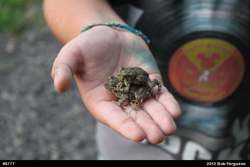 True Toads