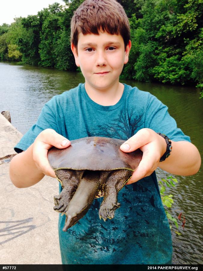 Eastern Spiny Softshell