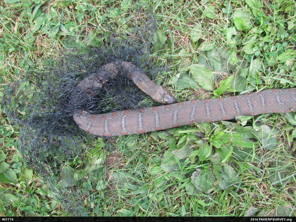 Northern Watersnake