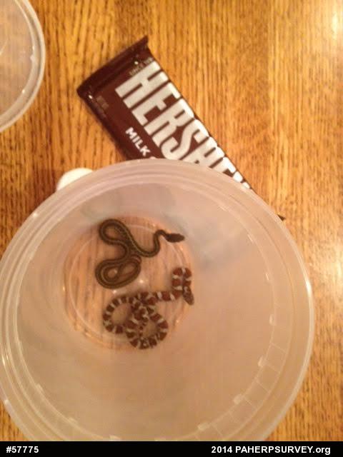 Eastern Milksnake