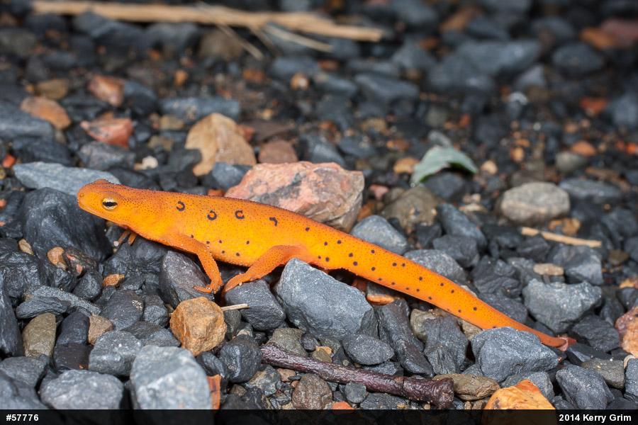 Red-spotted Newt
